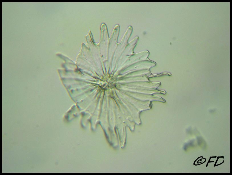 Tricomi di Olea europaea